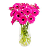 Pink Gerbera in Glass Vase